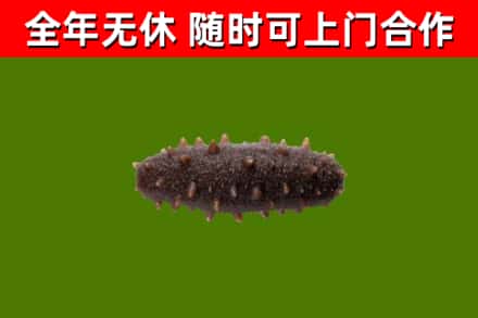 细河回收海参干